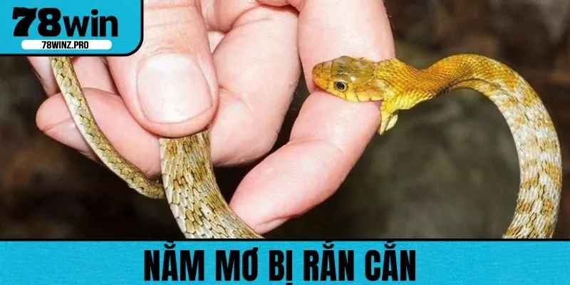 Nằm mơ bị rắn cắn là dấu hiệu cho thấy sắp tới bạn có thể bị tổn thương