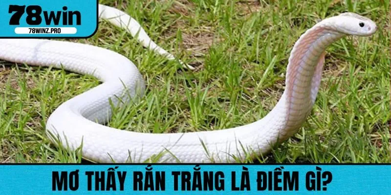 Nằm mơ thấy rắn trắng là điềm báo tốt, an toàn