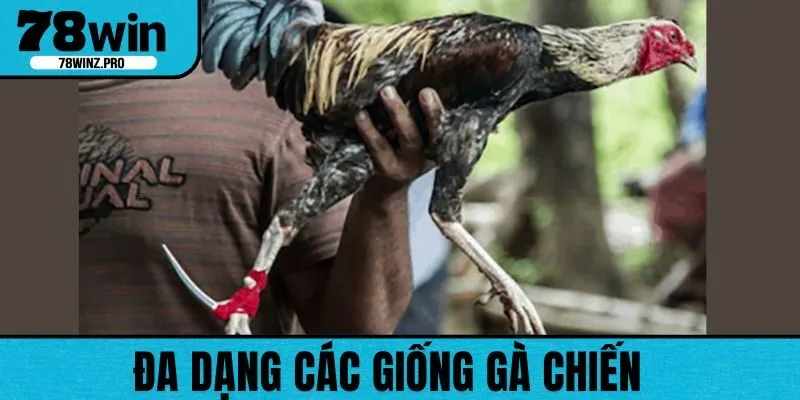 Nhiều giống gà khác nhau tham gia các trận đấu